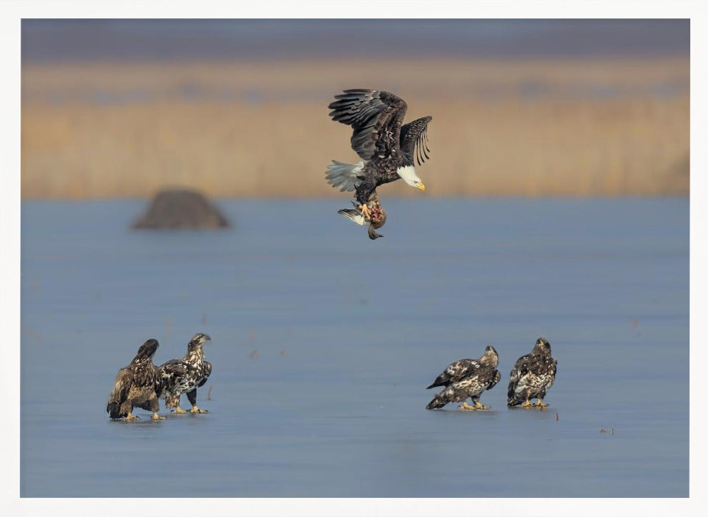 For Survival in the Winter Poster