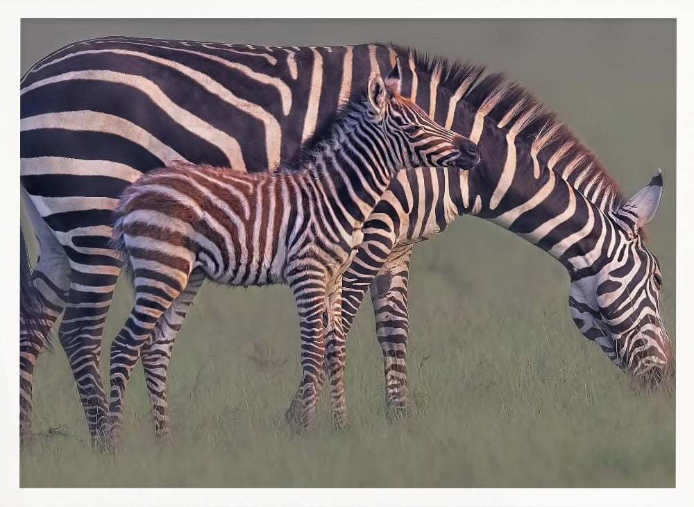 Baby Zebra Poster