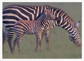 Baby Zebra Poster