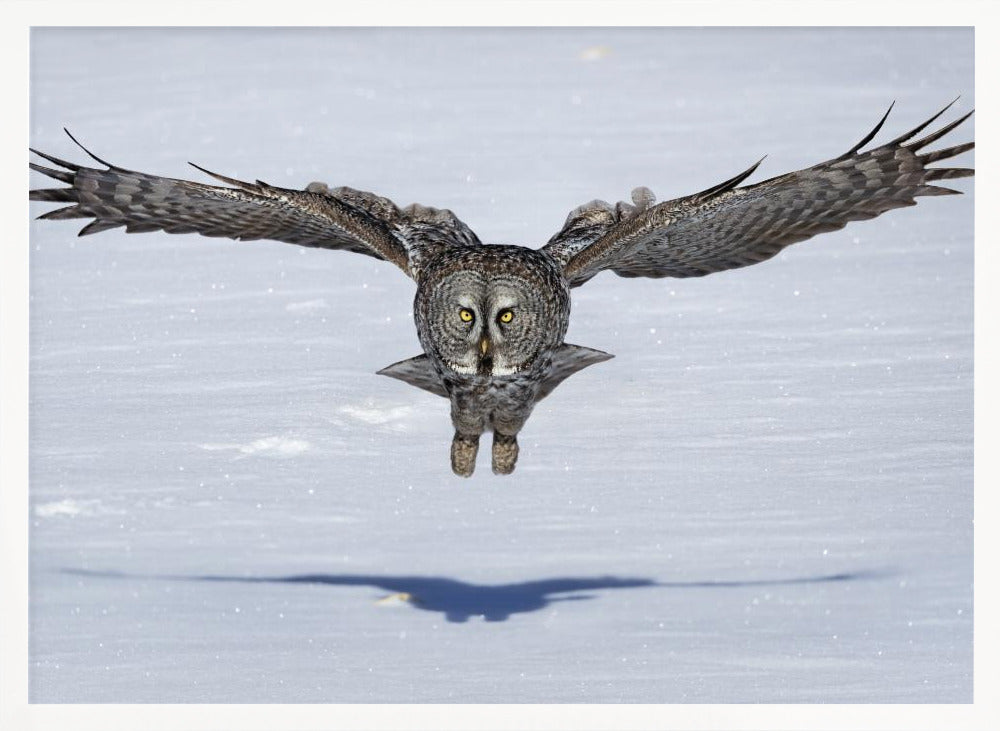 Great Grey Owl in Flight Poster