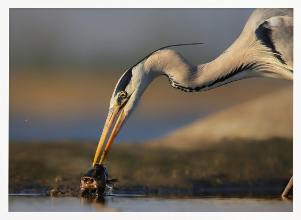 Catching in The Morning Poster