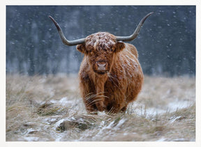 Snowy Highland cow Poster