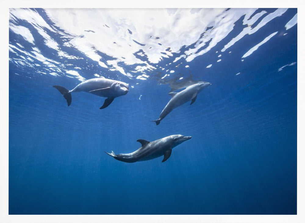 Bottlenose dolphin from Indian océan Poster