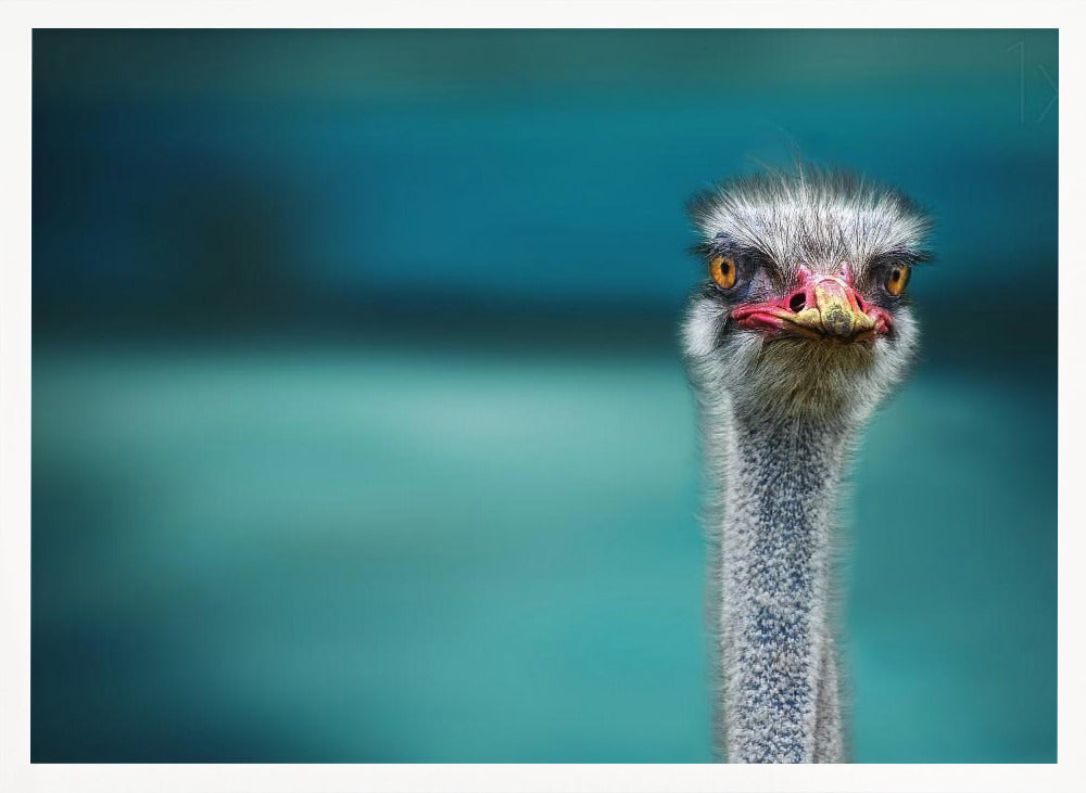 Ostrich Protecting two Poor Chicken from the Wind Poster