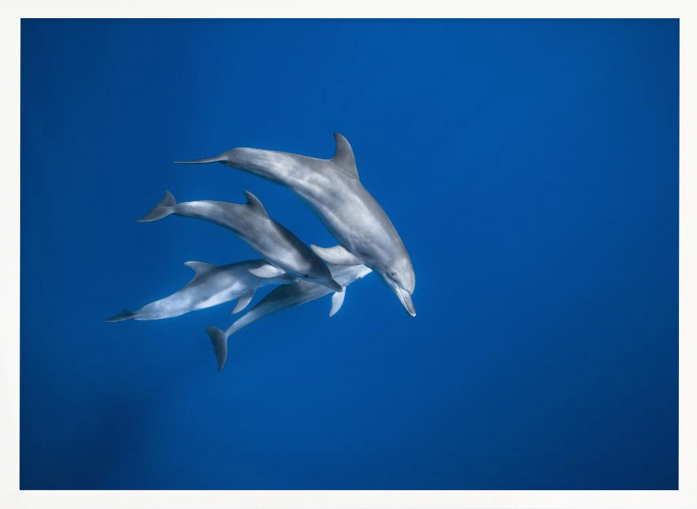 Bottlenose dolphin family Poster