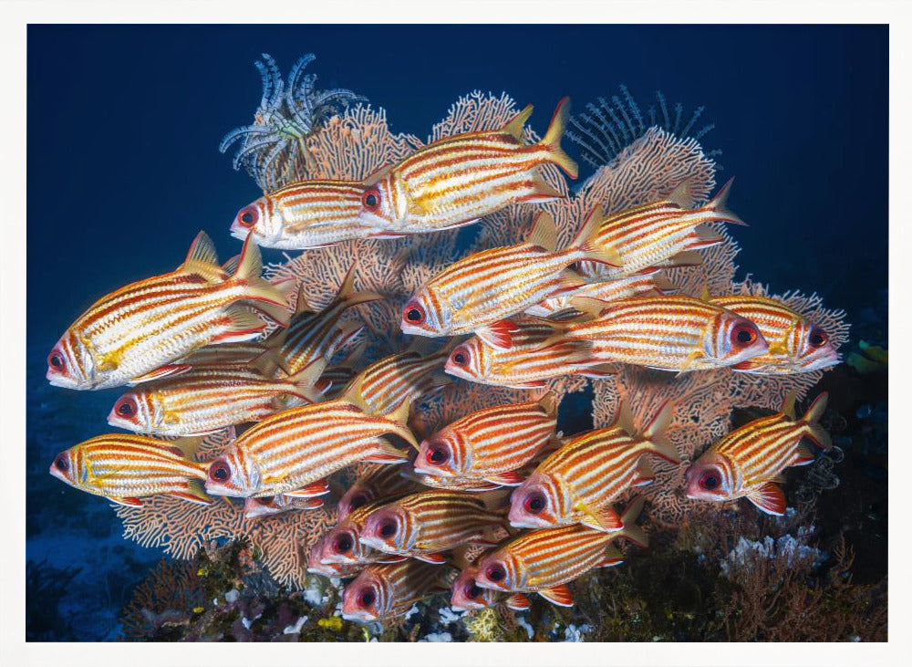 Yellow-tipped squirrefish Poster