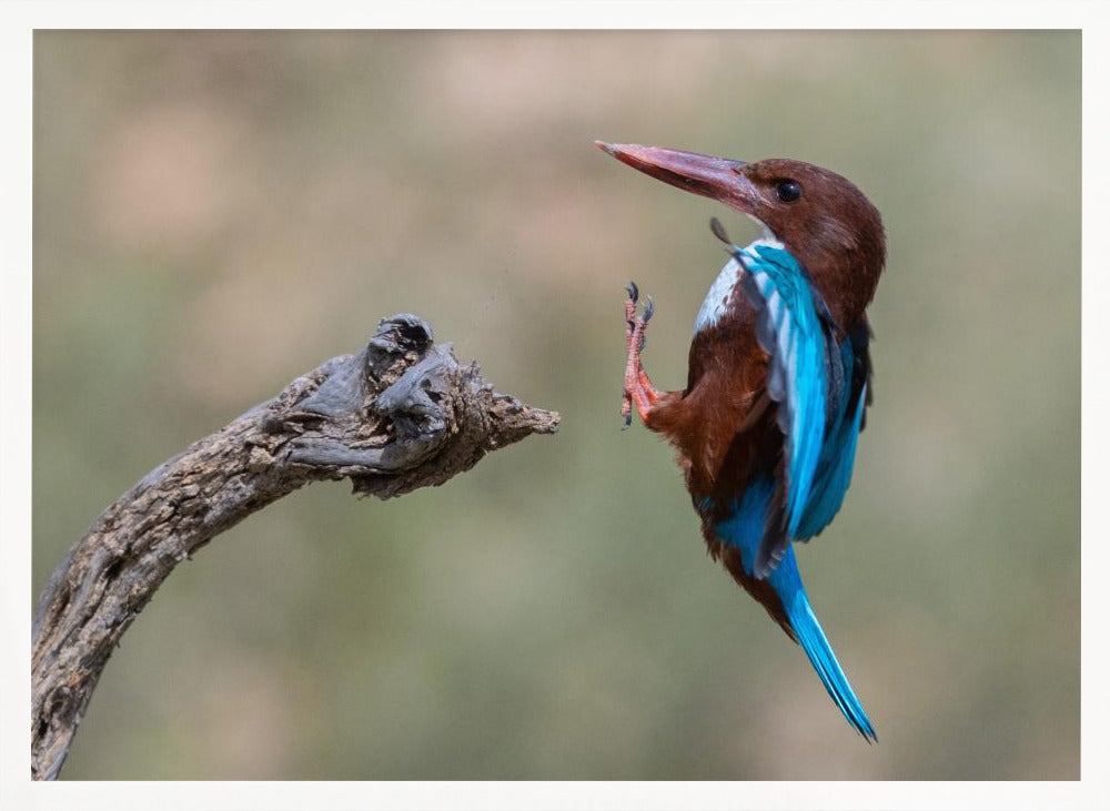 White-throated Poster