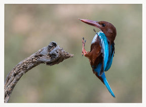 White-throated Poster