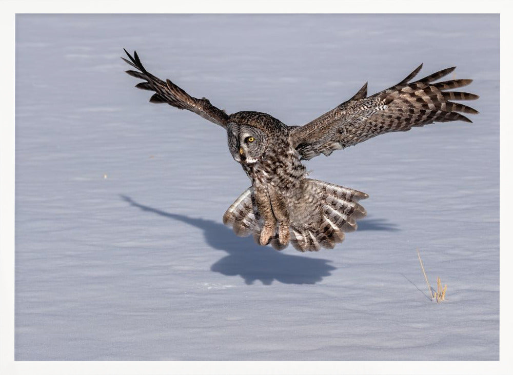 Great Grey Owl Poster