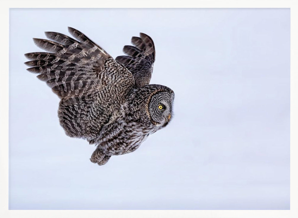 Great Grey Owl Poster