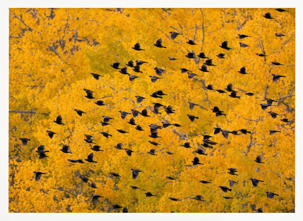 Flying into the Forest Poster