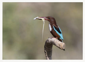 White-throated Kingfisher Poster