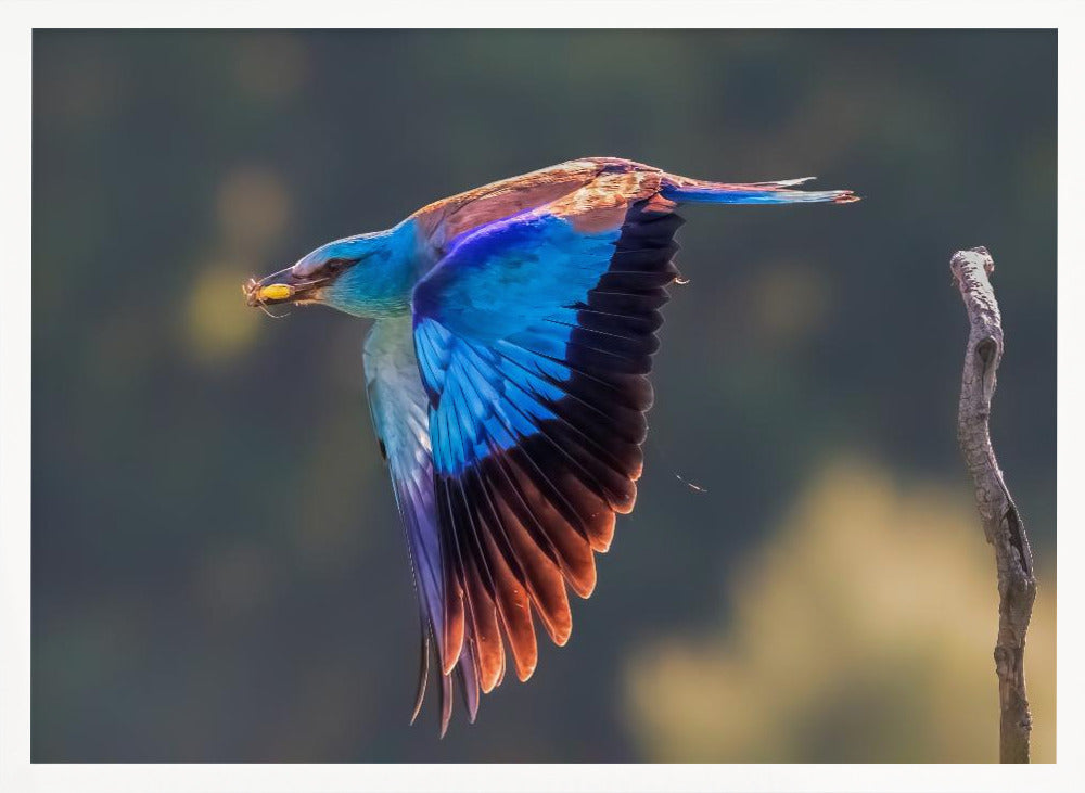 European Roller Poster