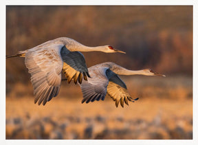 Love Birds Poster