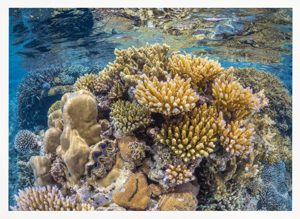 Reef of Mayotte Poster