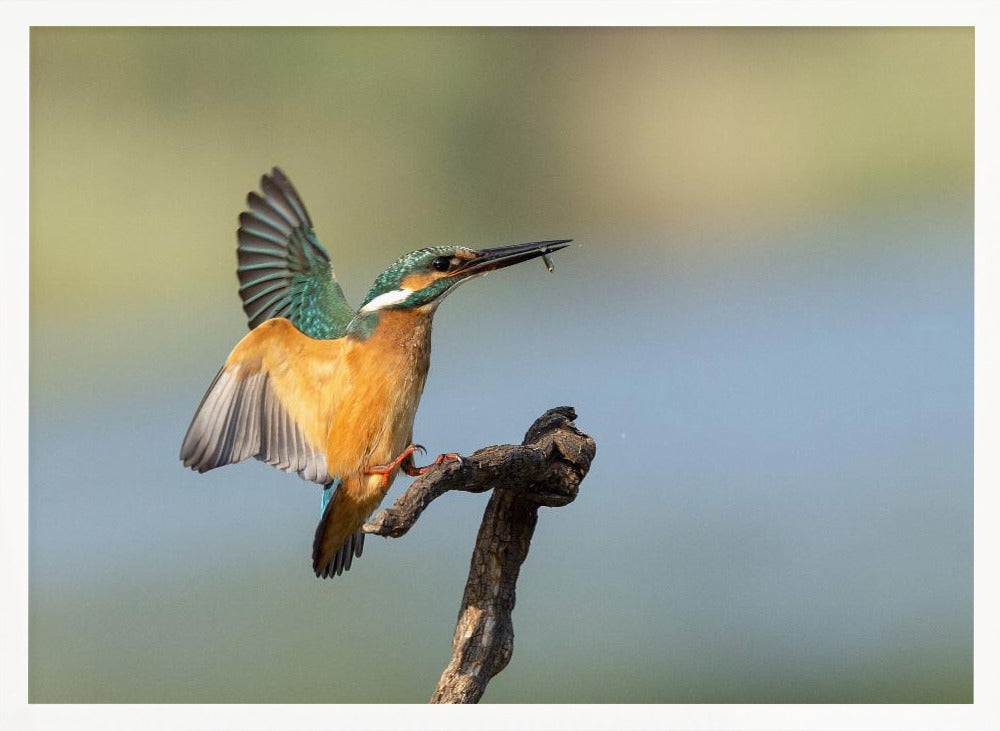 Common kingfisher Poster