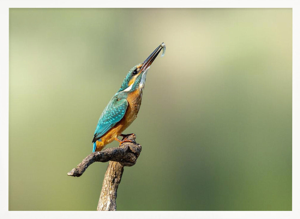 Beautiful kingfisher Poster