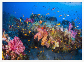 Colors of Soft Coral Poster