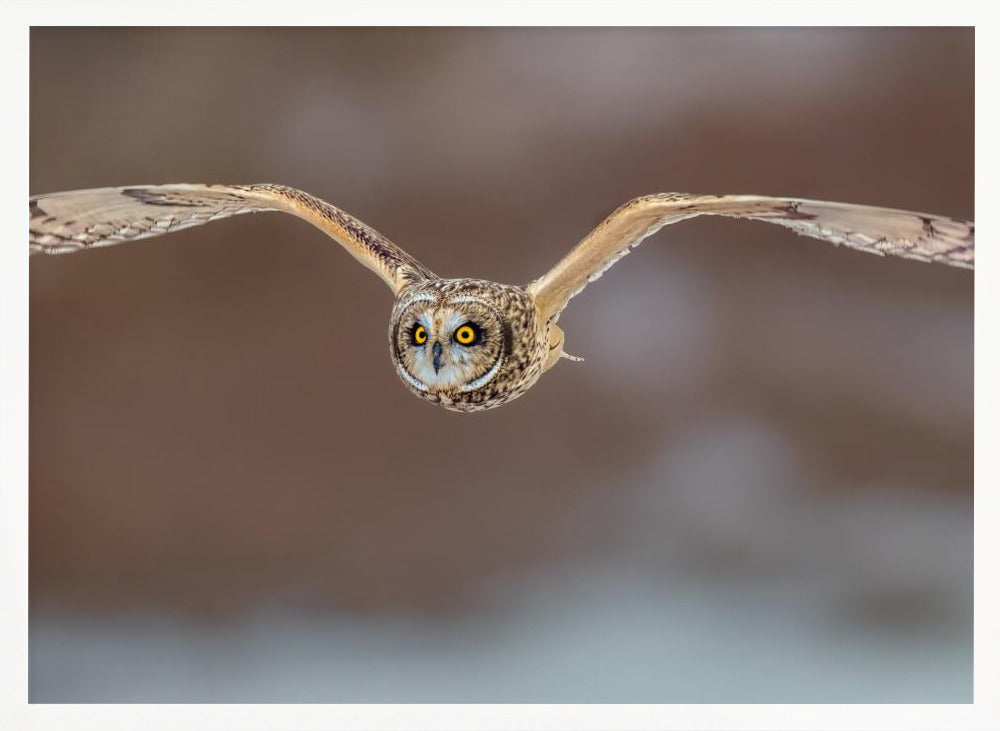 Short Ear Owl in Flight Poster