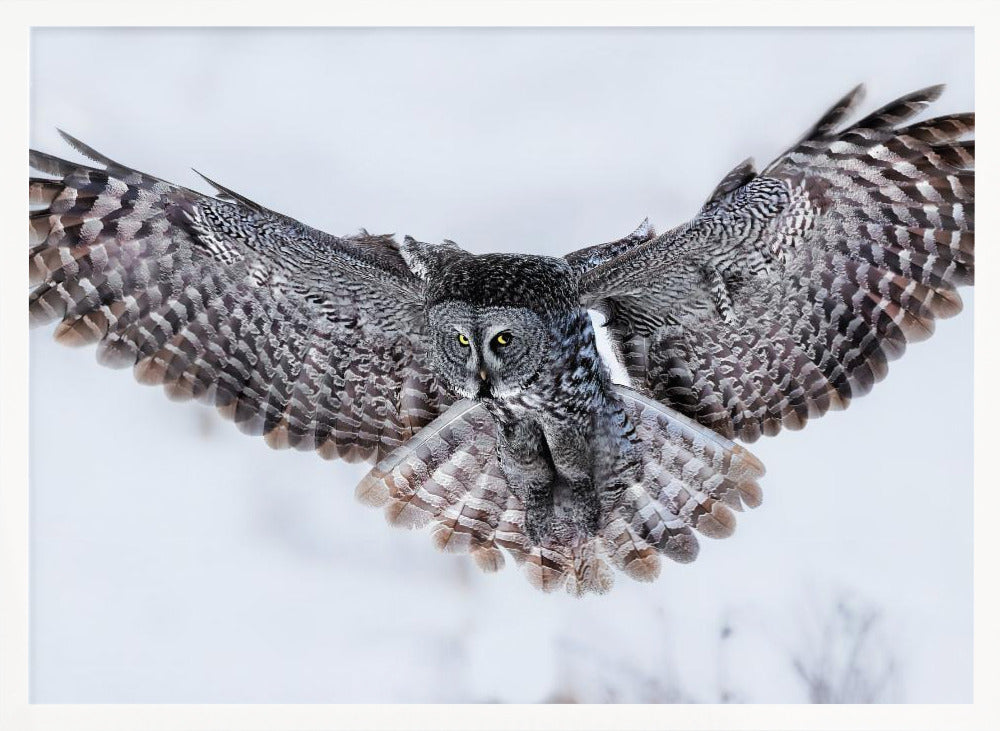 Great Grey Owl in Flight Poster