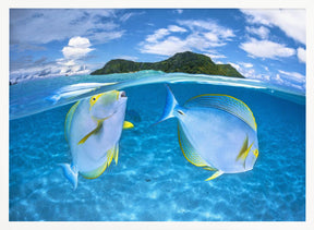 Dussumier's surgeonfish Poster