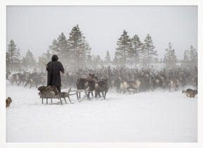 Arkadij drives a herd of reindeer Poster