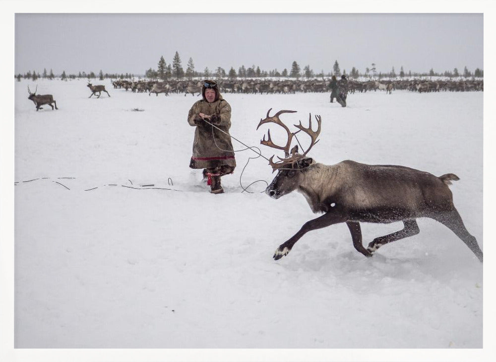 Jigori hunts reindeer II Poster