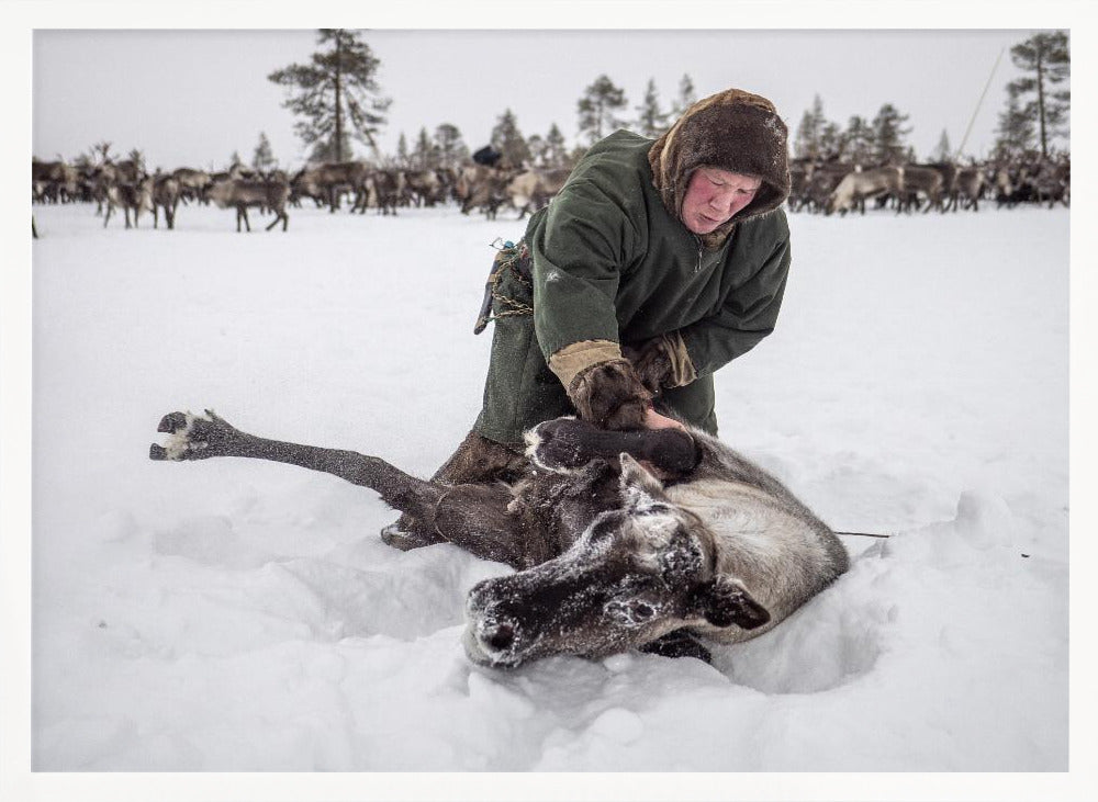 Semyon catches the reindeer Poster