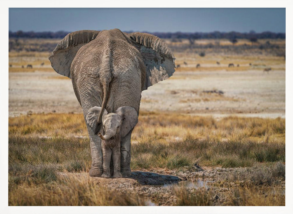 BabyElephant Poster