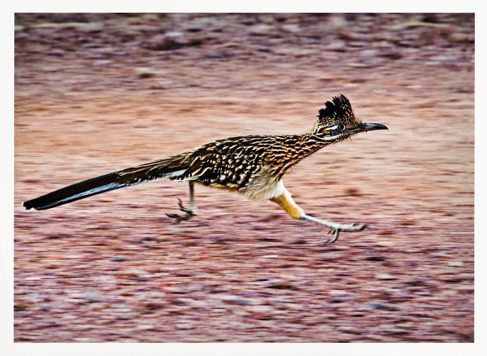 Road Runner Poster