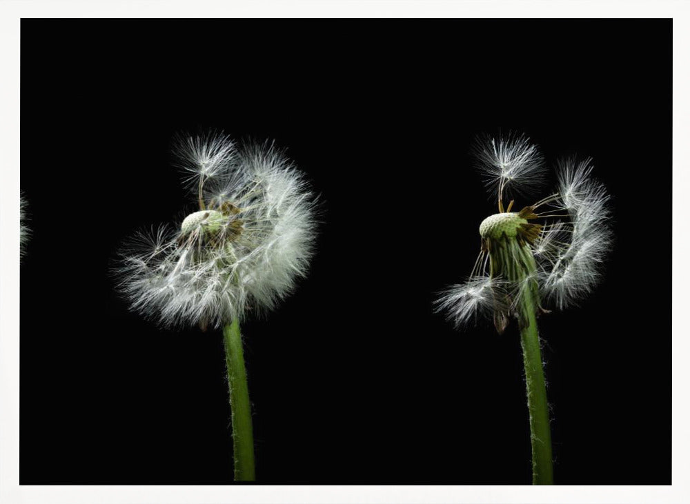 dandelion flower sequenz Poster