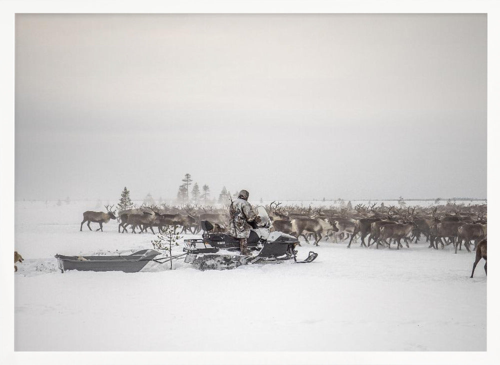 Kostya drives herd of reindeer Poster