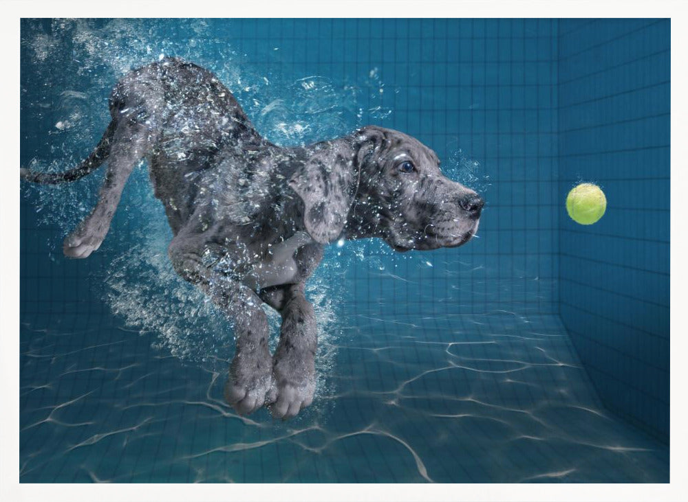 SplashDog Poster