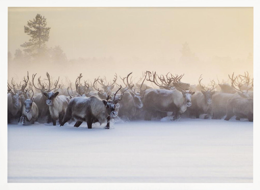 The herd is approaching Poster