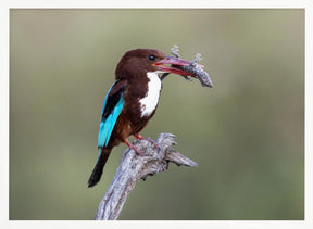 White-throated Kingfisher Poster