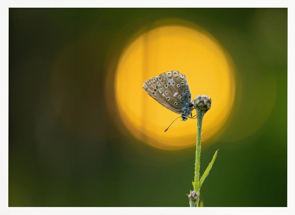 sunset butterfly Poster