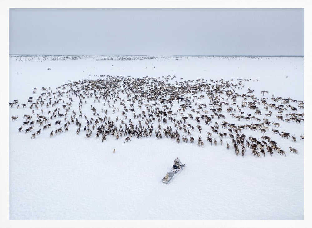 Kostya gathers the herd Poster