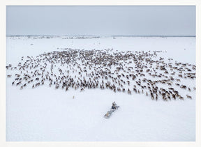 Kostya gathers the herd Poster