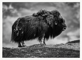 male Musk ox Poster