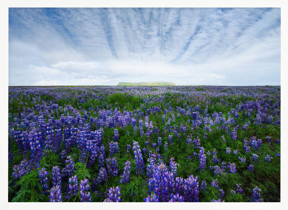 Field of Lupines Poster