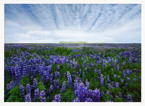 Field of Lupines Poster