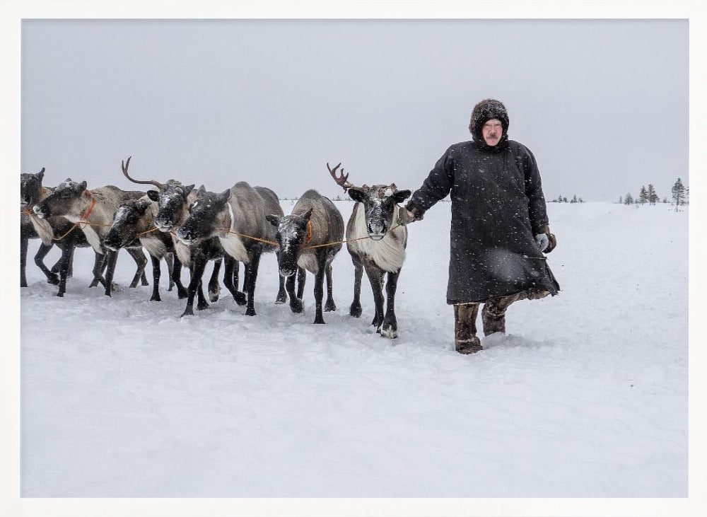 Arkadij and his reindeers Poster