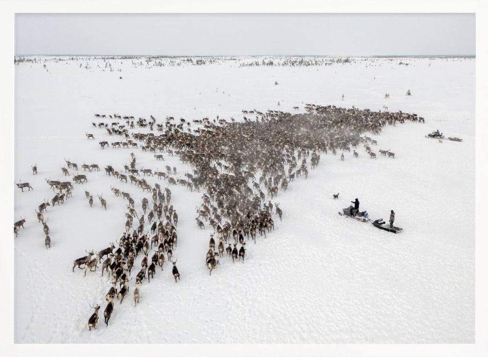 The herd on the move Poster