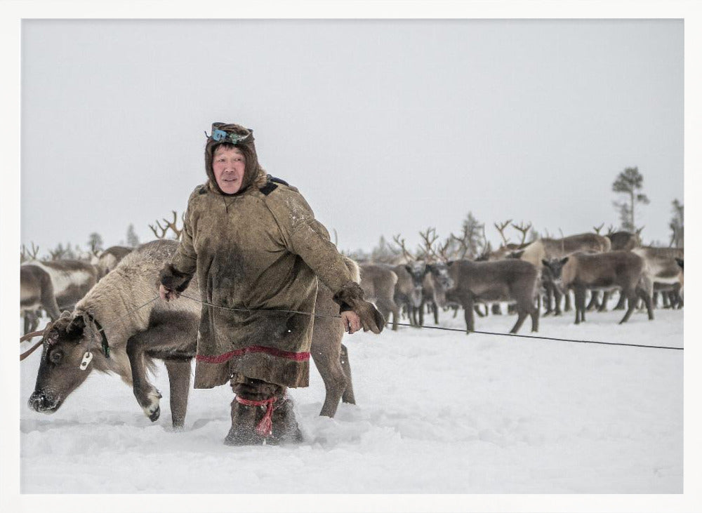 Jigorij leads the captured reindeer Poster