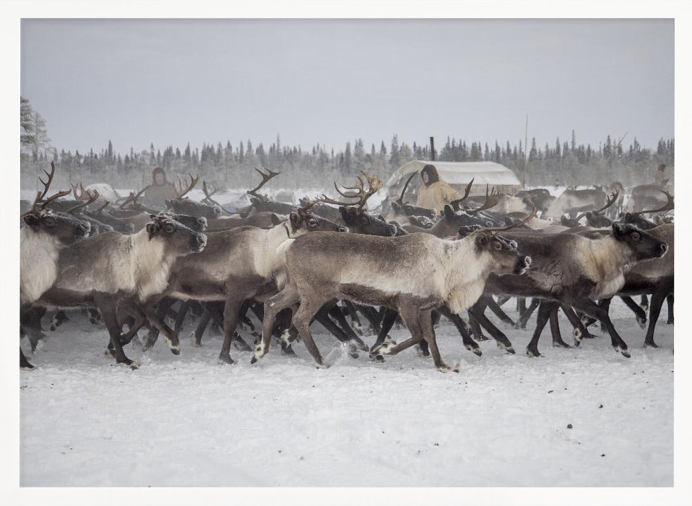 Herd in the camp Poster