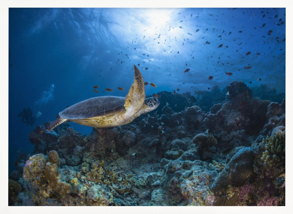 Sunlight and green turtle Poster