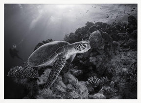 Green turtle in black and white Poster