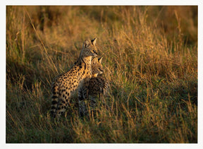 SERVAL FAMILY Poster