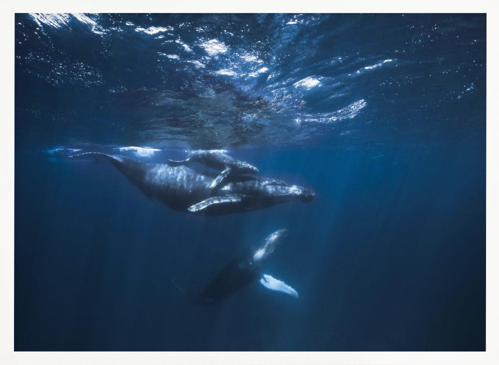 Humpback Whale on the blue Poster