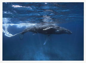 Humpback whale on the Iris bank Poster